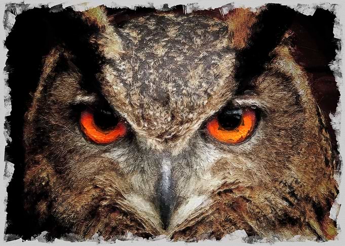Owl Eyes