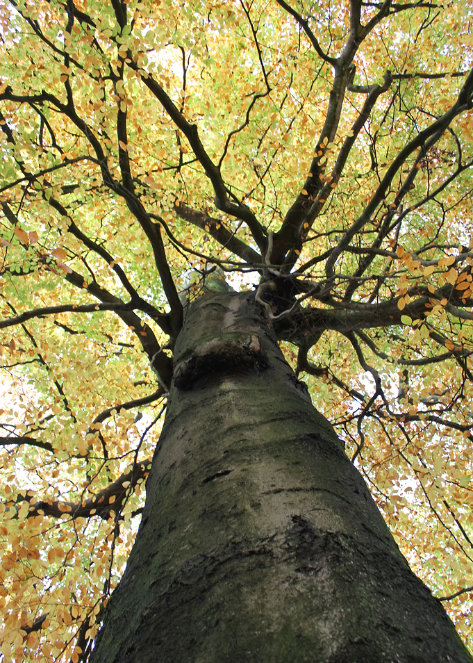 Treetop from Below