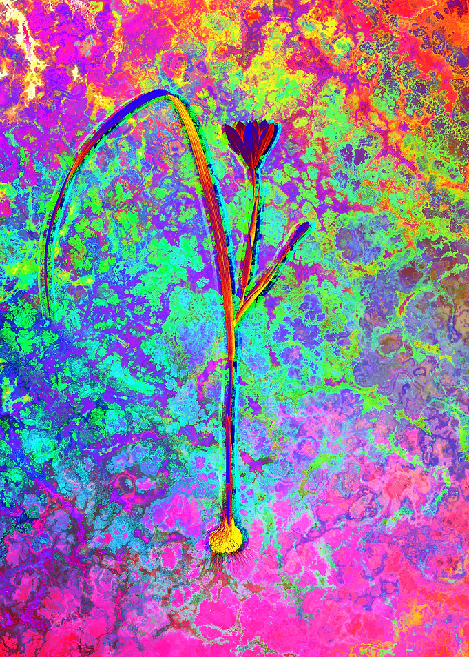 Red Botanical Illustration