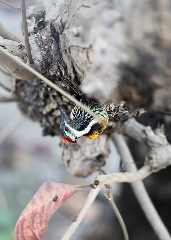 Black Rumped Flameback