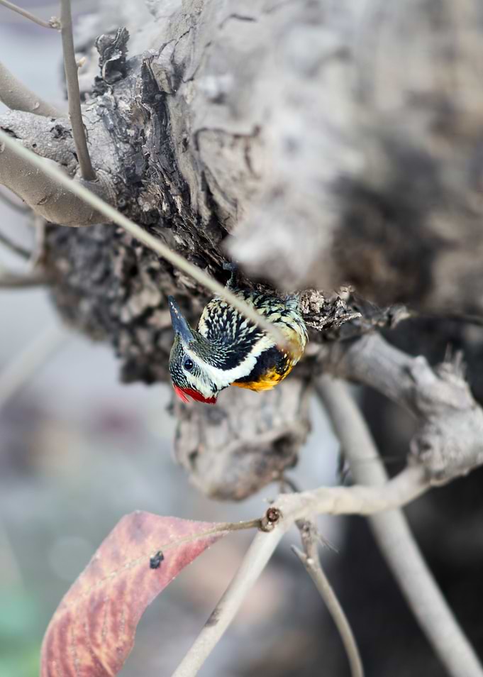 Black Rumped Flameback