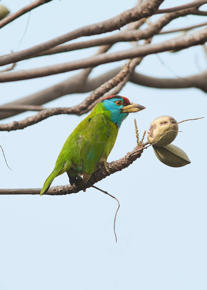 Blue Throated Barbet