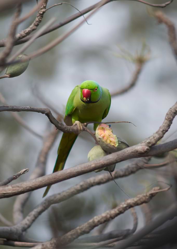 Rose Ringed Parakeet