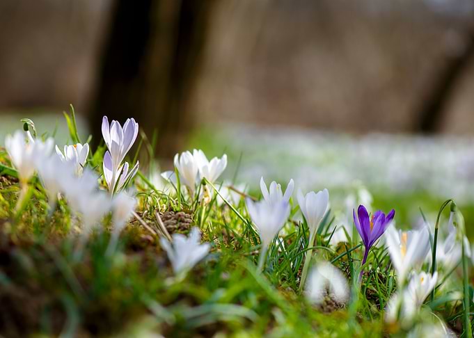 Springtime