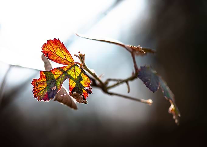 Last autumn leaves
