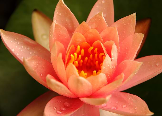 Peach Zen Lotus Flower