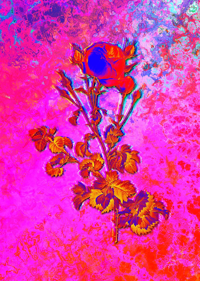 Red Botanical Illustration