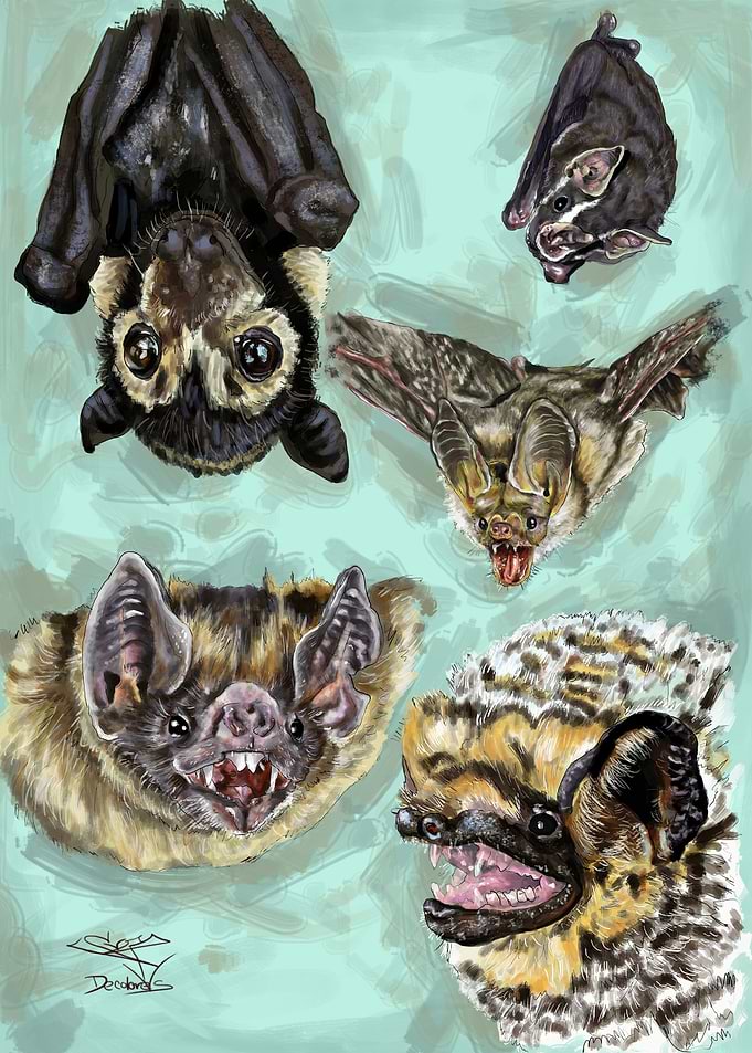 Bats