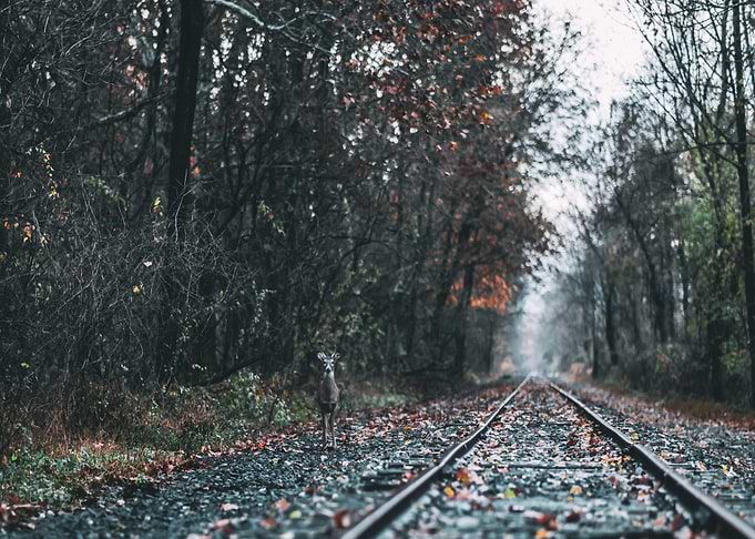 deer rail standing