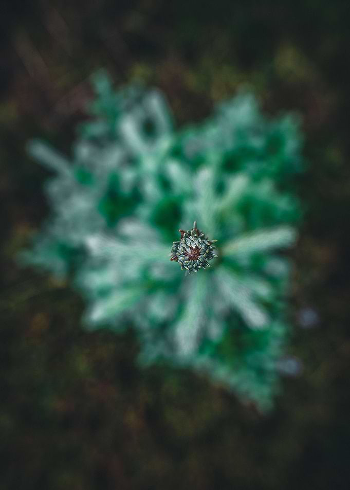 Above a single tree