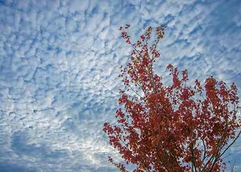 Red Tree Blue Sky