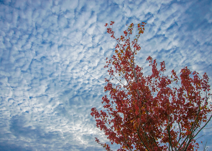 Red Tree Blue Sky