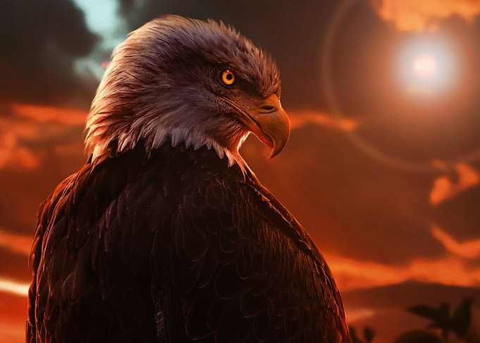 wild eagle face poster