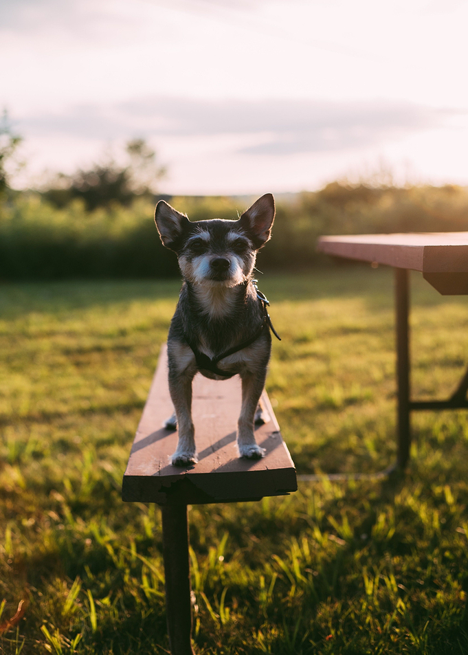 bench dog