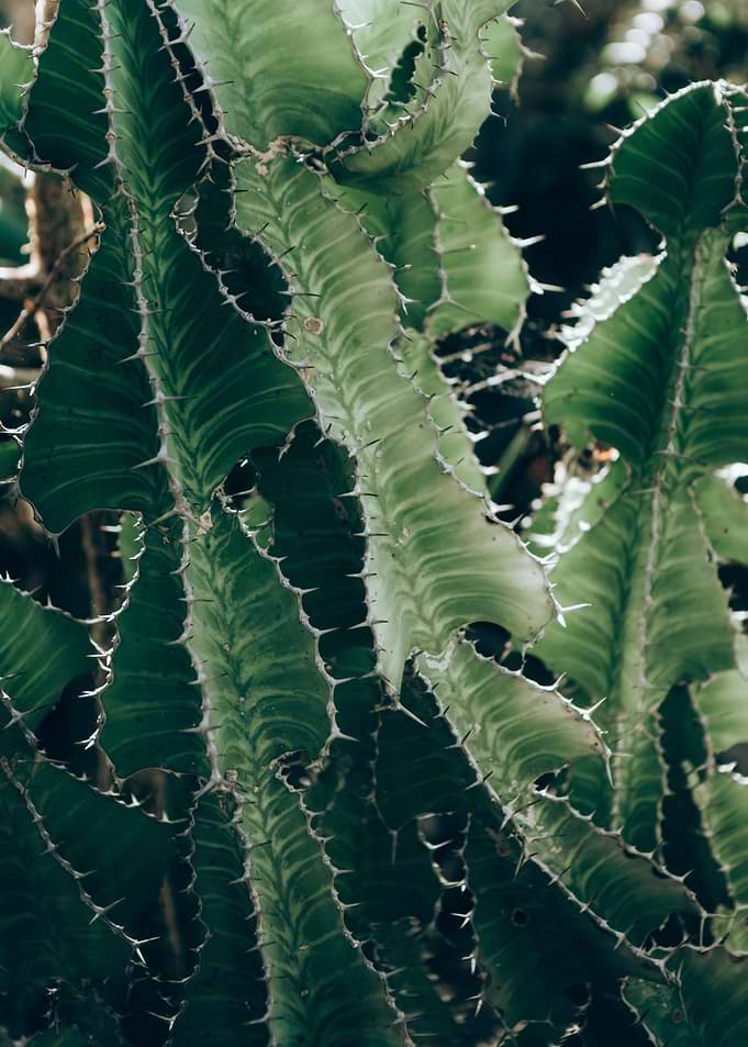 Zurich Botanical Garden