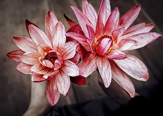 Suede Pink Zen Lotus