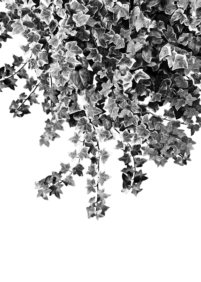 Ivy Delight 3