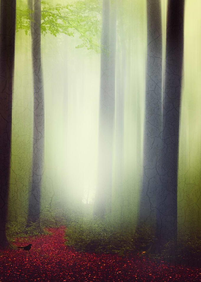 Dreamy Woods