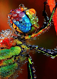 Animals 5