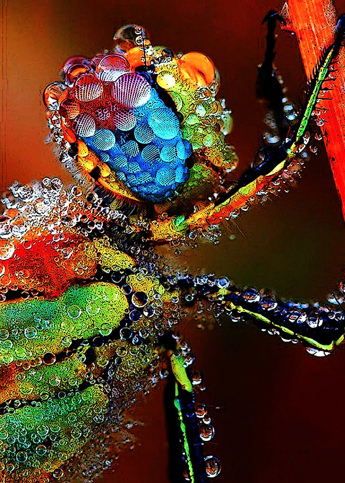 Animals 5