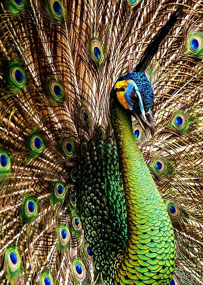 Animals 6
