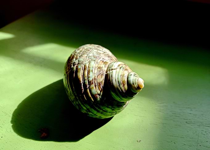 Seashell Series No 3