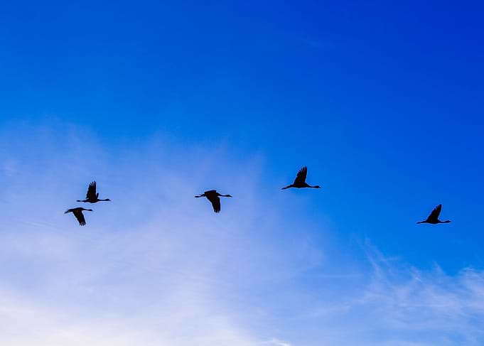 Blue Crane flying