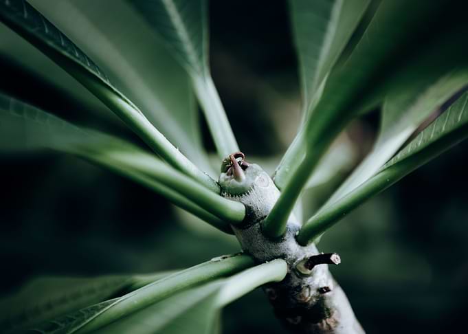 Zurich Botanical Garden