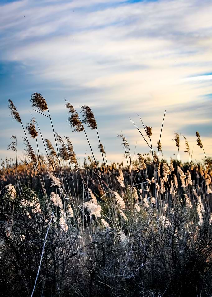 Wetland grass