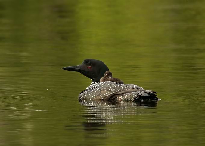 Mother and loon chick