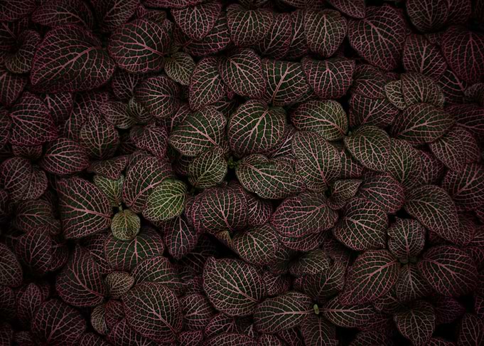 leafs pattern