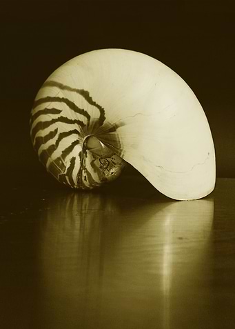 Seashell Series No 2