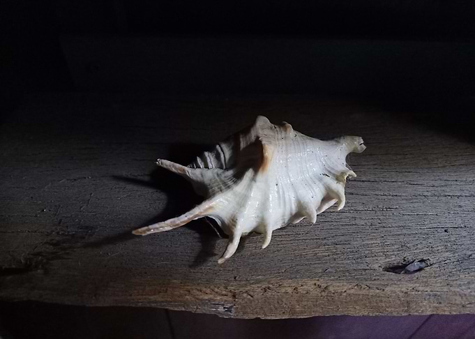 Seashell Series No 4