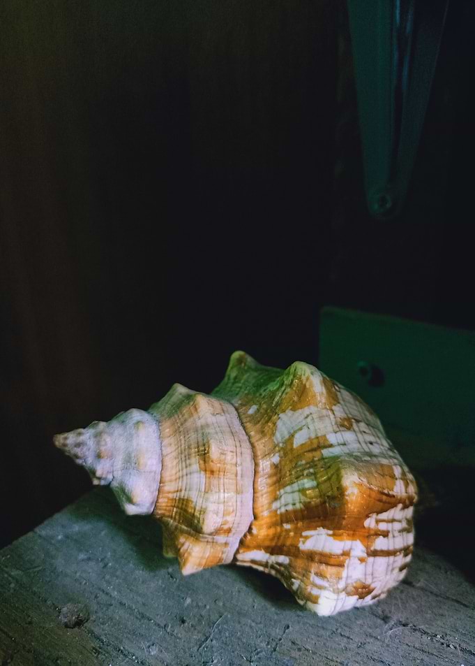 Seashell Series No 6