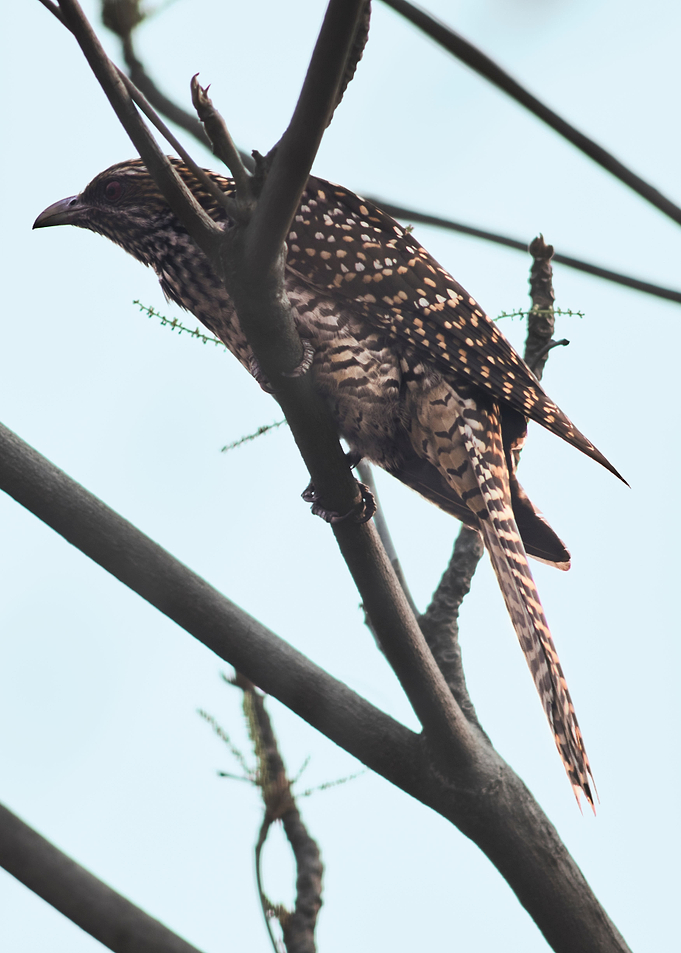Female Indian Koel