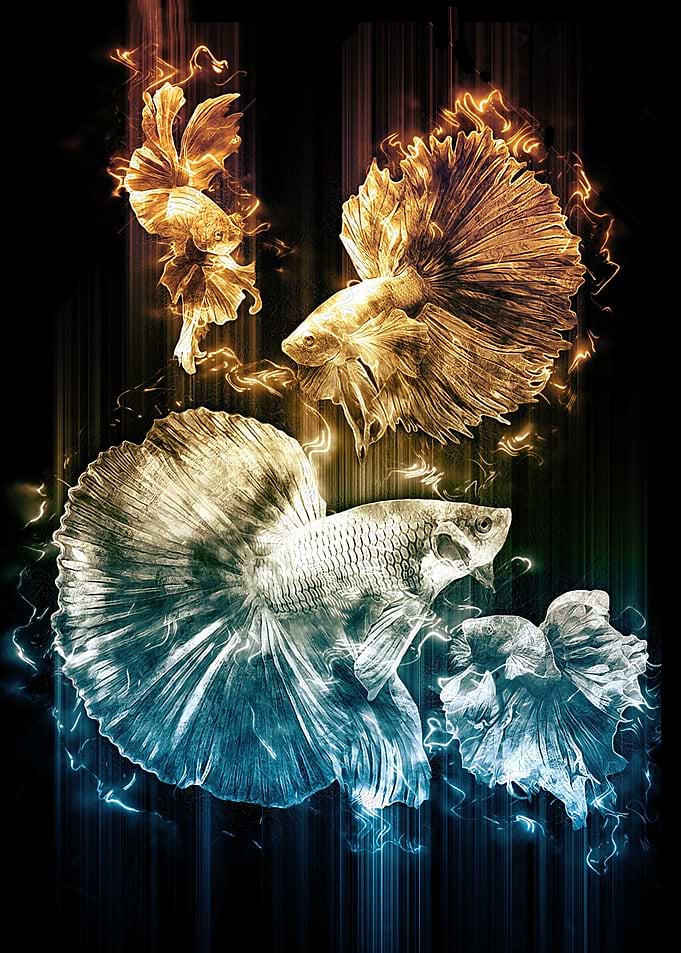 Cupang Fish