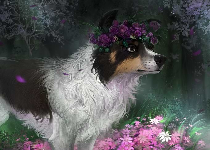 Border collie