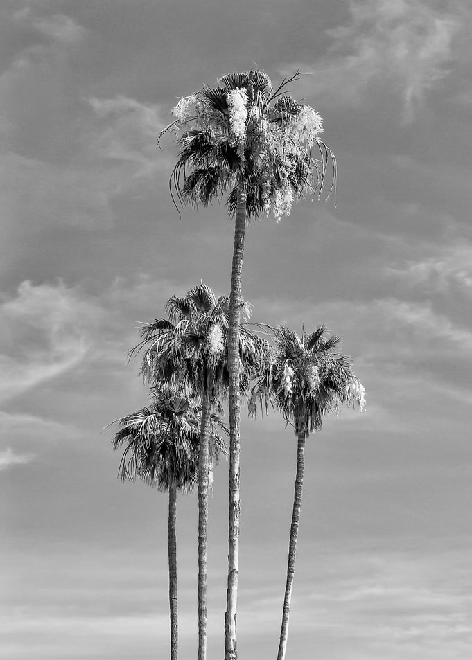 Lovely Palm Trees