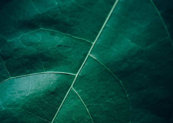 Zurich Botanical Garden