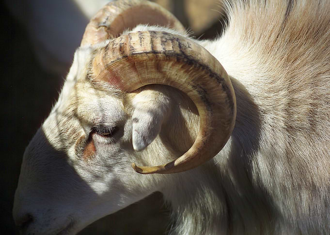 Ram Sheep