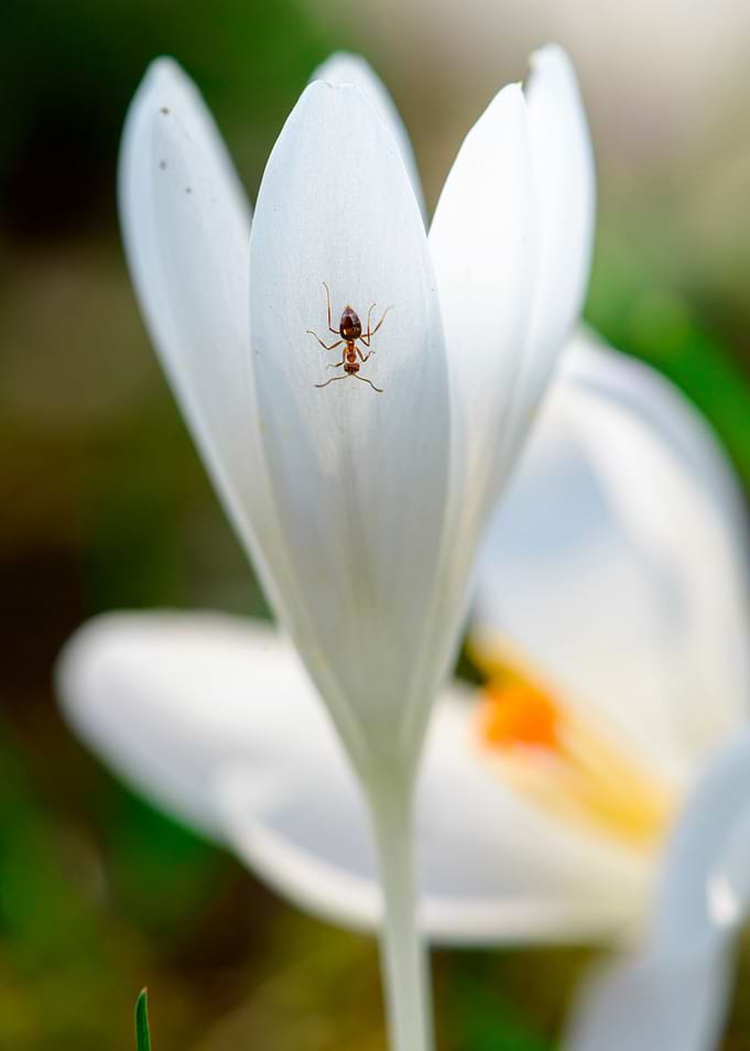 The ant