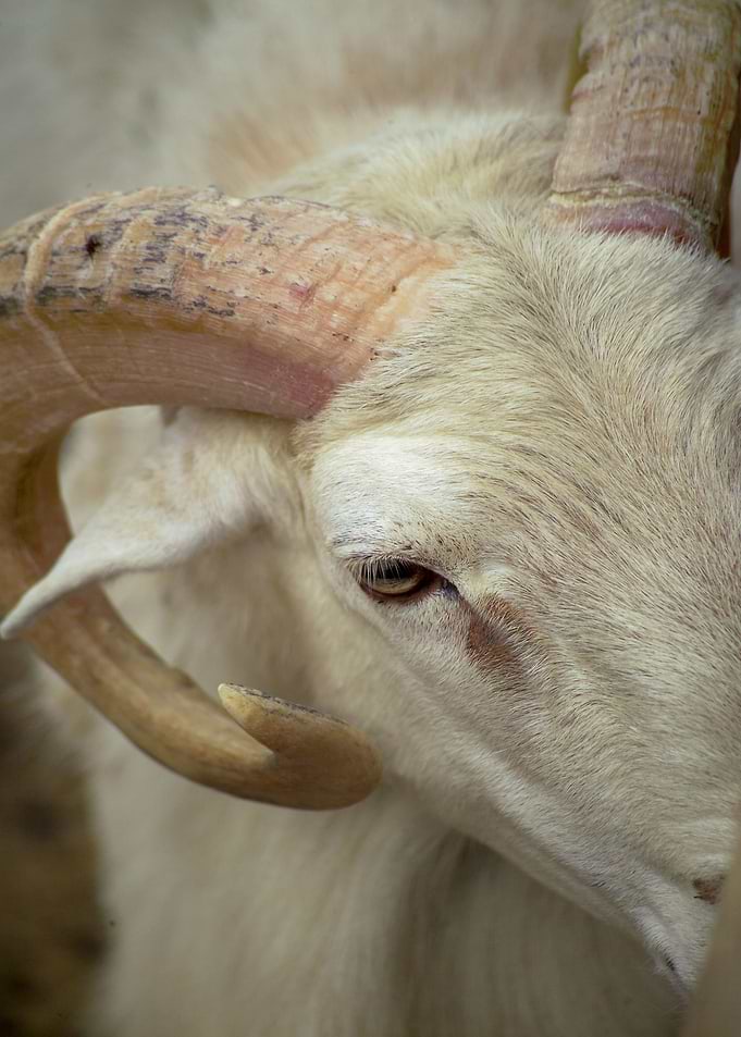 Ram Sheep III