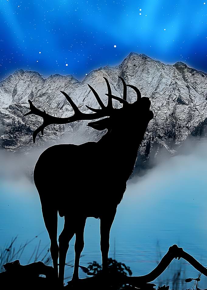 Deer nature