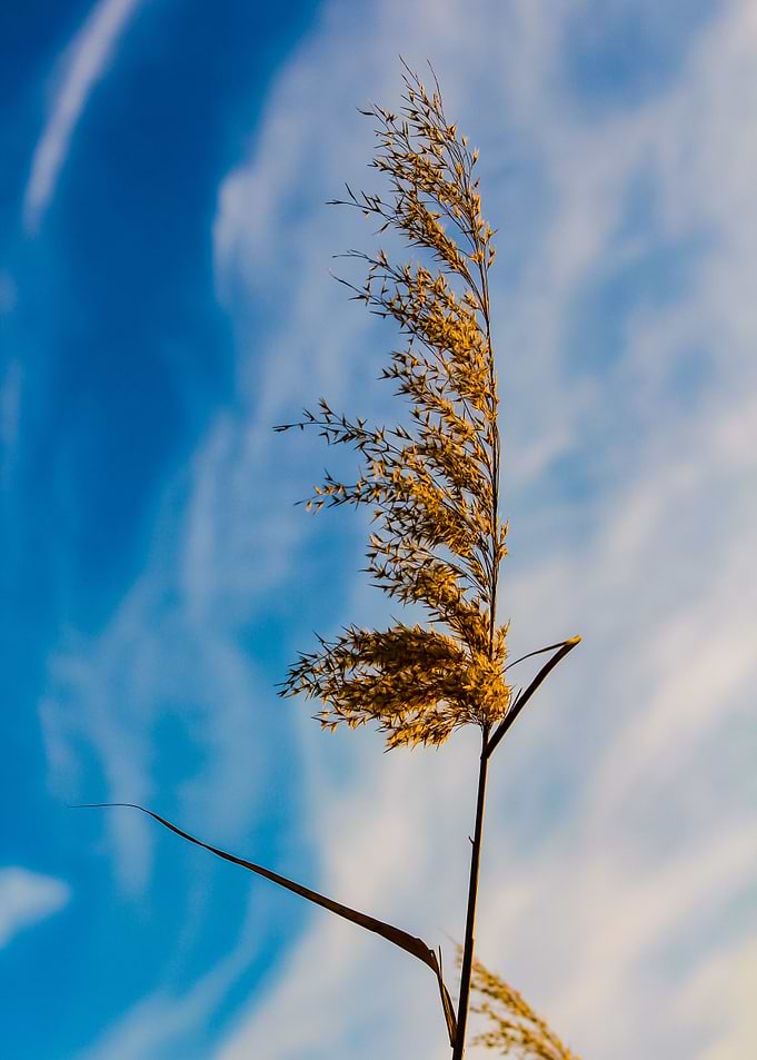 Grass reed