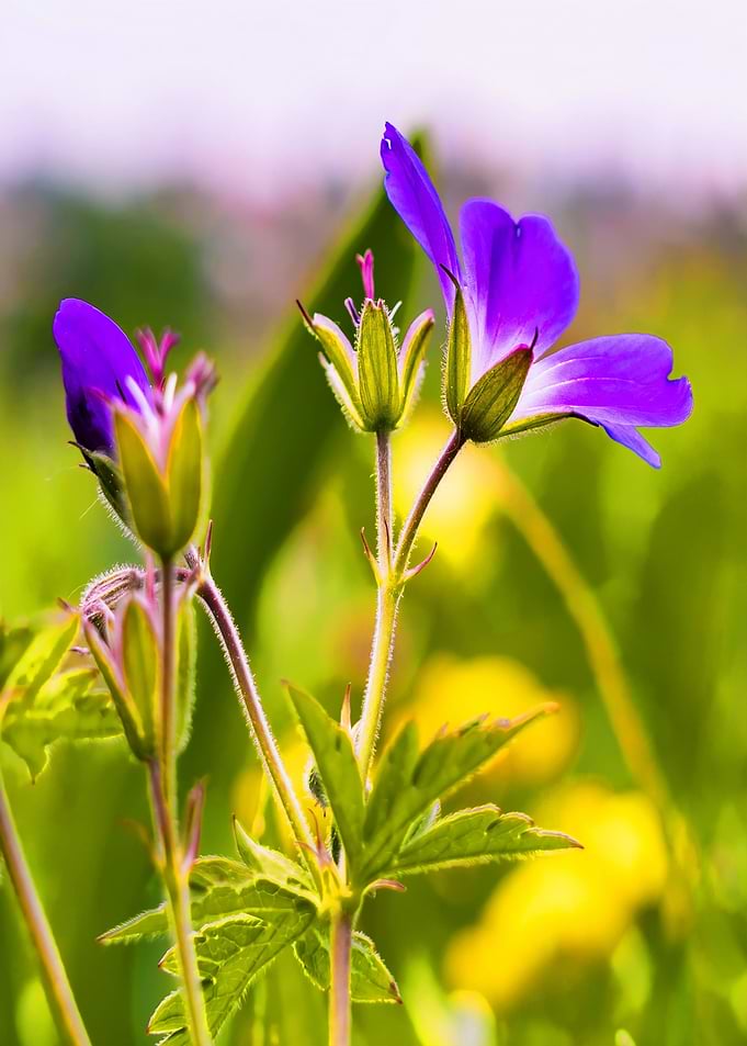 petaled flower