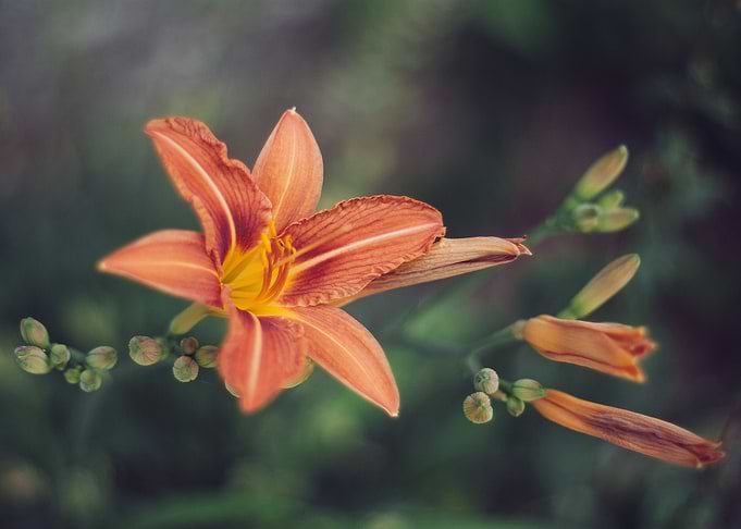 lily flower