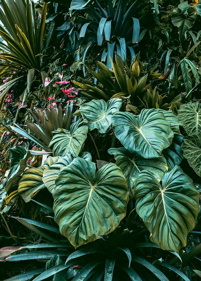 Tropical jungle
