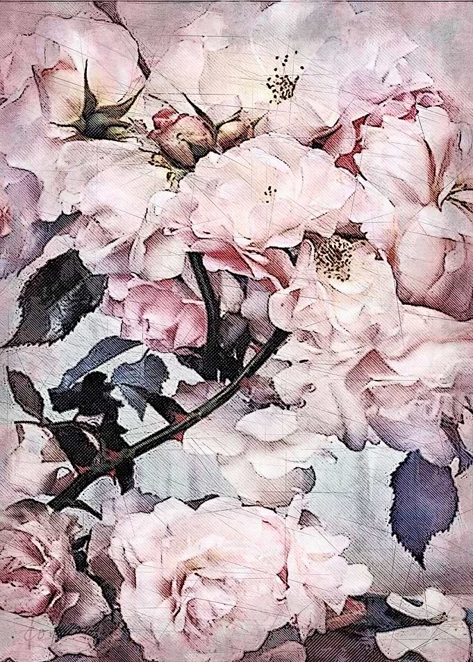 Roses