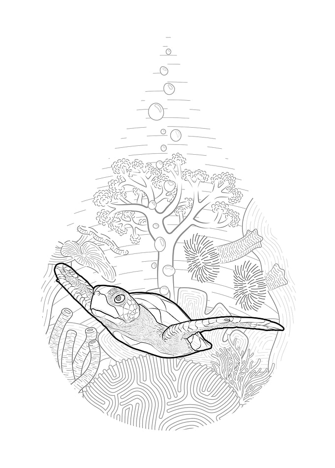 Sea Turtle Drop