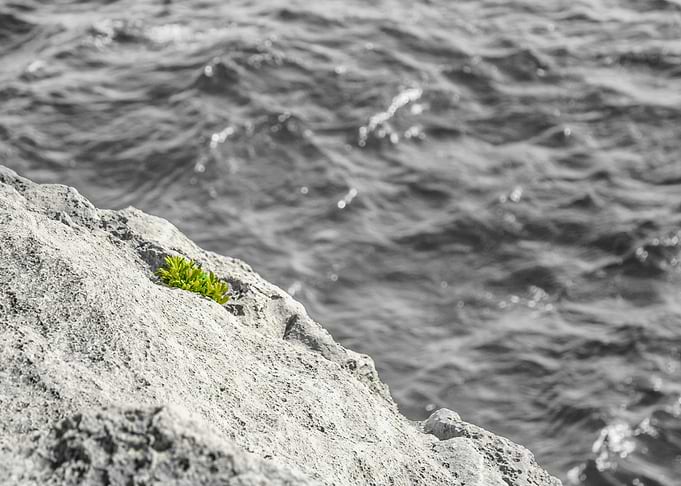 Life on the Edge